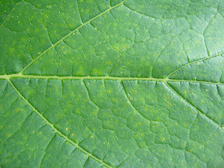 Image showing background from a leaf