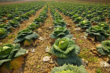 Image showing Cabbage field