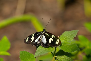 Image showing Butterfly