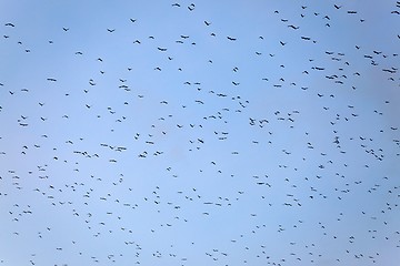 Image showing Many birds