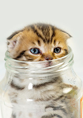 Image showing Scottish fold kitten