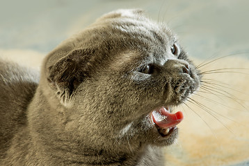 Image showing Scottish fold cat