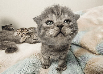 Image showing Scottish fold kitten