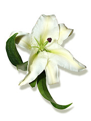 Image showing Madonna lily ( lily, isolated)