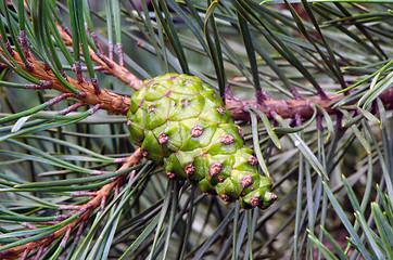 Image showing closeup new green cone grow pine tree branch 