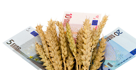 Image showing wheat ripe harvest ears euro cash banknote white 