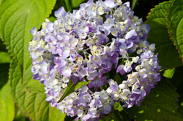 Image showing closeup hydrangea flower blue bloom summer 