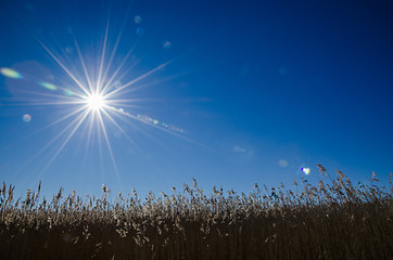 Image showing Sunbeams over the reeds