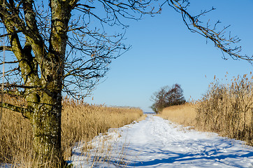 Image showing Path through the reeds