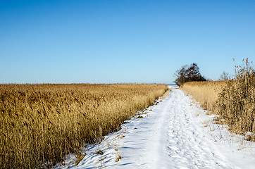 Image showing Trail through the reeds