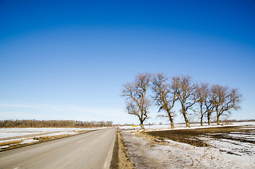 Image showing Road side trees