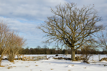 Image showing Wide oak