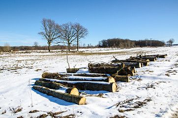 Image showing Oak logs