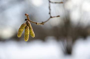 Image showing Hazel catkins