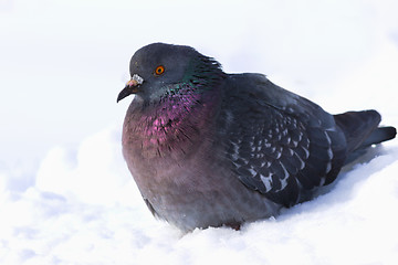 Image showing The bird is suffering from cold