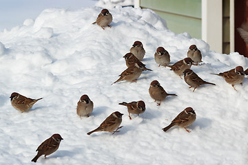 Image showing Flock of birds on snow