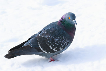 Image showing Dove in winter plumage in the snow