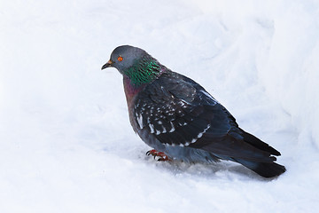 Image showing Dove  on the snow surface