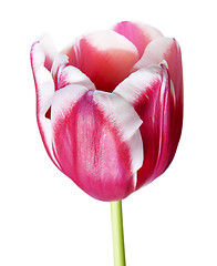 Image showing Petals of pink tulip