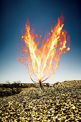 Image showing the burning thorn bush