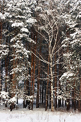 Image showing Natural background. Snowy winter forest