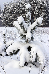 Image showing Young pine tree under the weight of snow