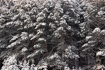 Image showing Natural background. Snowy pine forest