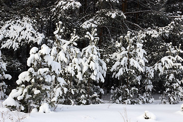 Image showing Young pine trees covered with snow