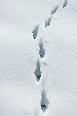 Image showing Traces of foxes on the snow surface