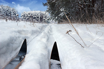 Image showing Ski track in a forest clearing in January