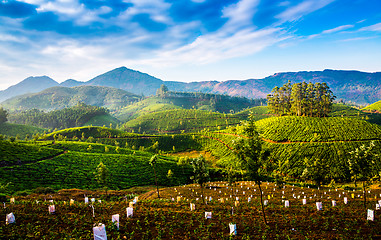 Image showing Tea plantations in India