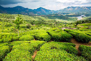 Image showing Tea plantations in India