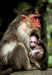 Image showing Baby monkey - Macacus mulatta also called the rhesus monkey