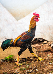 Image showing rooster