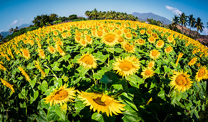 Image showing sunflowers