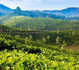 Image showing Tea plantations in India