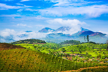 Image showing Tea plantations in India