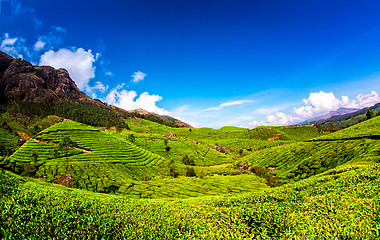 Image showing Tea plantations in India