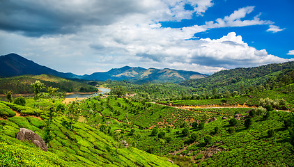 Image showing Tea plantations in India