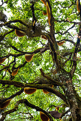 Image showing Beehive hanging over a tree in India