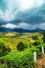 Image showing Tea plantations in India