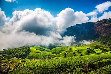 Image showing Tea plantations in India