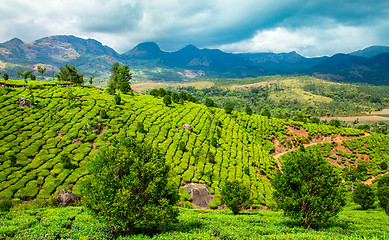 Image showing Tea plantations in India