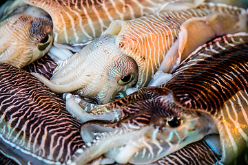 Image showing Fresh squid tray