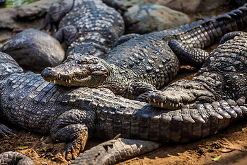 Image showing crocodile alligator