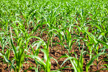 Image showing Young shoots of rice.