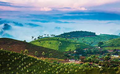 Image showing Tea plantations in India