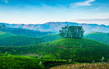 Image showing Tea plantations in India