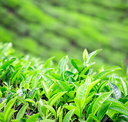 Image showing Tea plantations in India