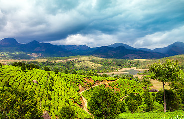 Image showing Tea plantations in India